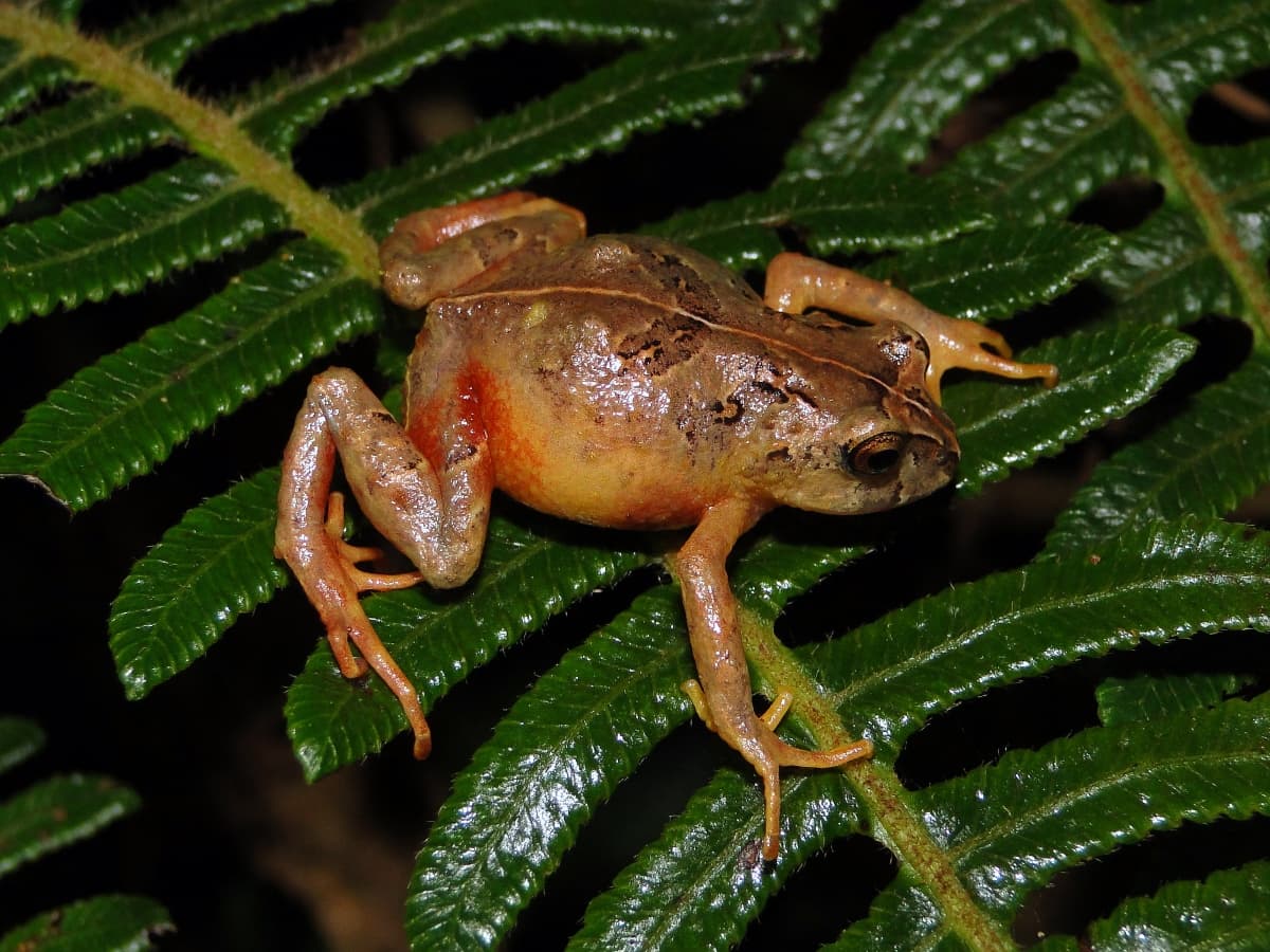 Descubrimiento sorprendente en la Amazonía peruana: nueva especie de ranas con característicos tubérculos y colores vibrantes